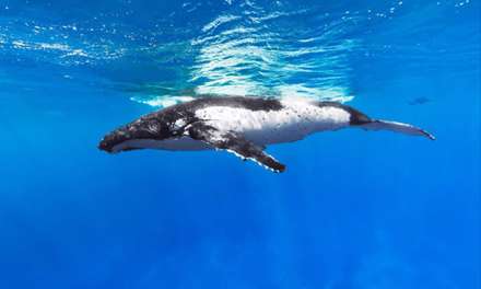 تصویر زیبا از اعماق اقیانوس که طی پروژه‌ی استریت ویو گوگل ثبت شده است