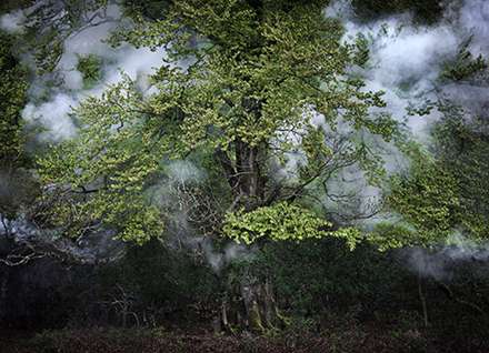 سفری به قلب جنگل‌ های جادویی همراه با اِلی دیویس