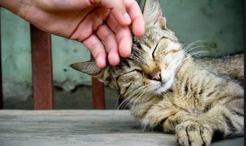 معجزه نوازش در حیوانات