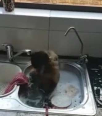 حیوان خانگی که در حال ظرف شستن است!