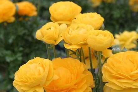 تصاویر گل های بهاری