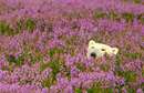 عکس‌هایی متفاوت از خرس‌ قطبی در آغوش گل‌ها