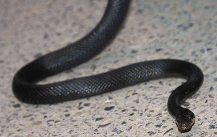 مارگیری از جالباسی