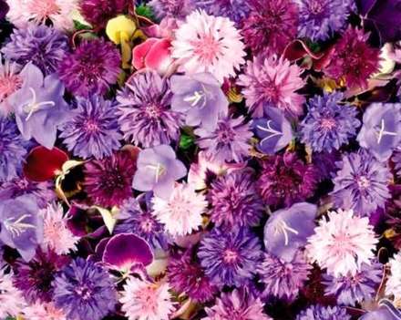 تصاویر گل های بهاری