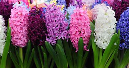گل های با طراوت