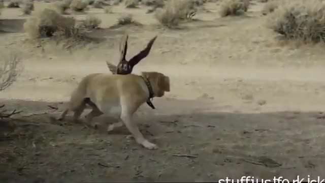 حمله های عقاب به حیوانات بزرگ