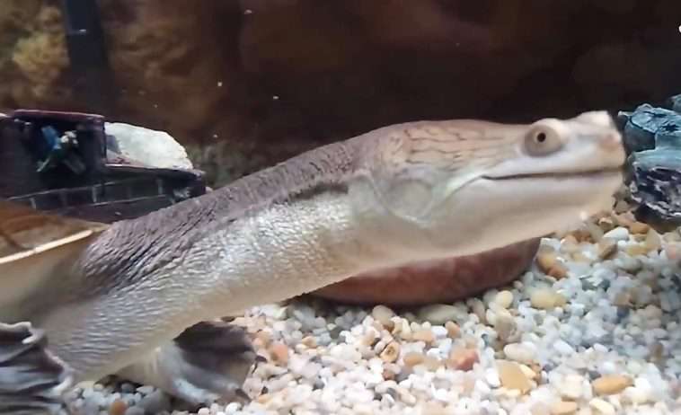 لاک پشتی عجیب با گردن مار مانند