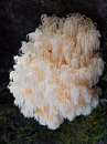 دنیای قارچ‌ های استرالیایی