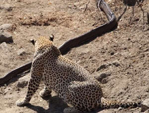 شگفت انگیزترین جنگ حیوانات در حیات وحش