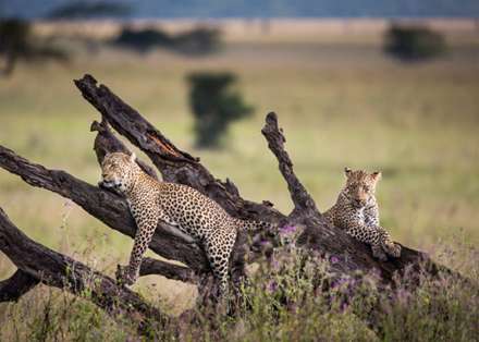 مهاجرت شگفت‌انگیز حیوانات تانزانیا