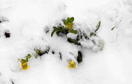 تصاویری از برف بهاری داماش گیلان