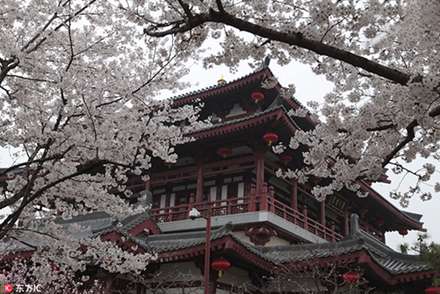 تماشایی‌ترین بهار دنیا در چین