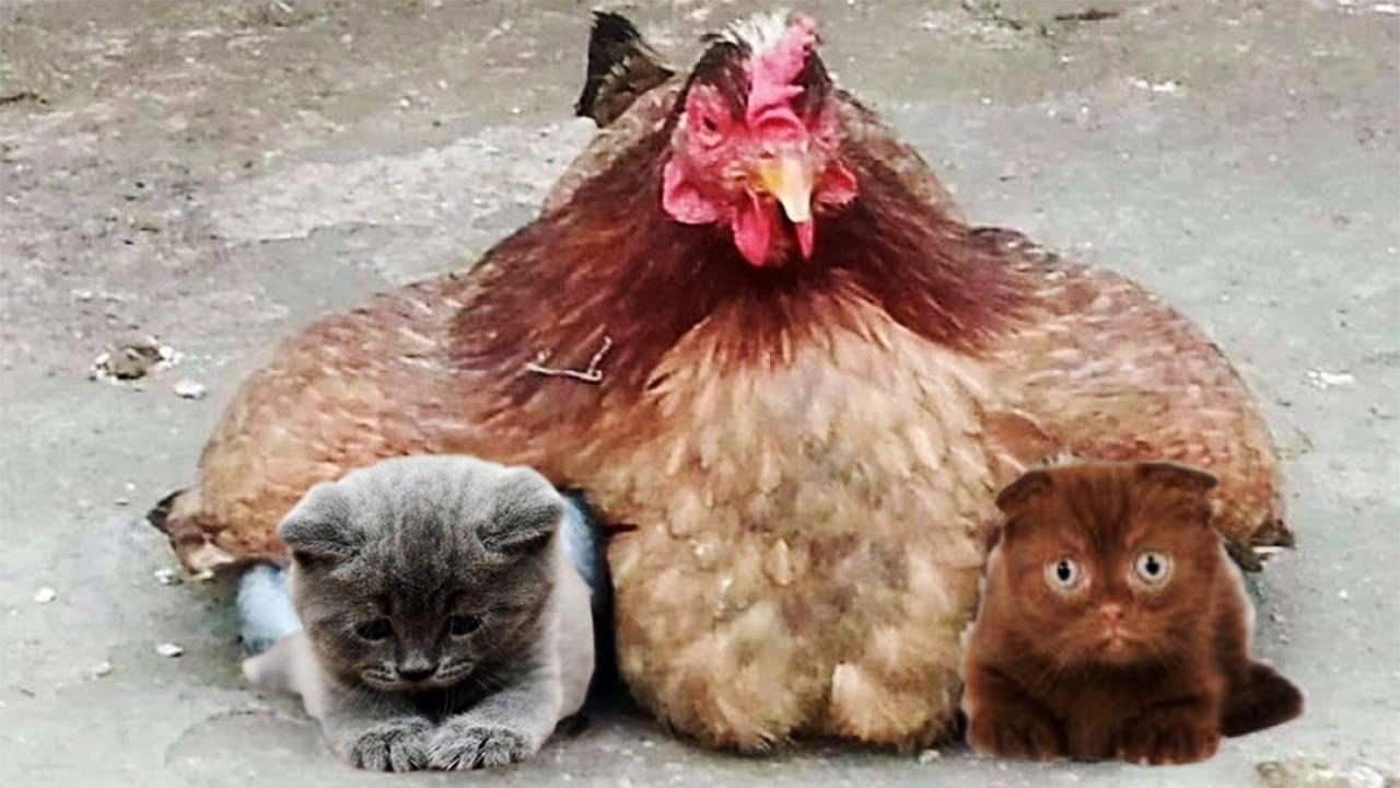 بازیگوشی‌های زیبا در دنیای حیوانات