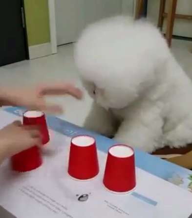 سگ بسیار باهوش!