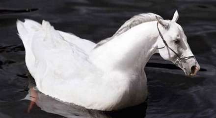 خلق حیوانات ترسناک ترکیبی با فتوشاپ