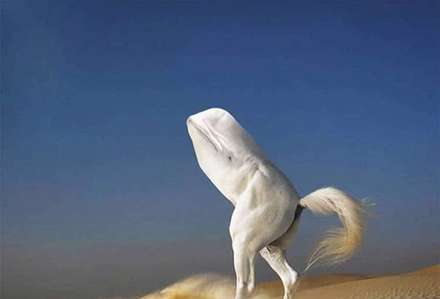 خلق حیوانات ترسناک ترکیبی با فتوشاپ