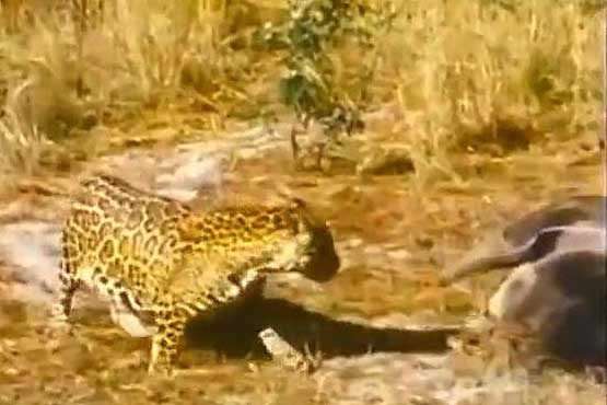 فرار جگوار از دست مورچه خوار !