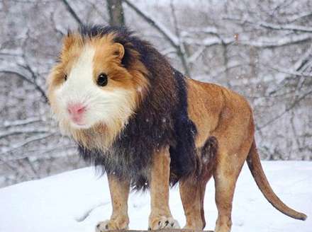 خلق حیوانات ترسناک ترکیبی با فتوشاپ