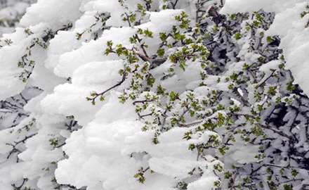 تصاویری از برف بهاری داماش گیلان