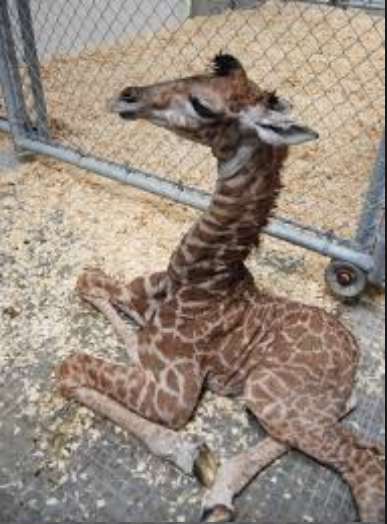 تولد زرافه در باغ وحش آمریکا