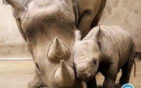 دفاع جانانه بچه کرگدن از مادر در حال درمان