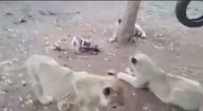 نمونه ی بارزِ «نیم کیلو باش ولی مرد باش»!