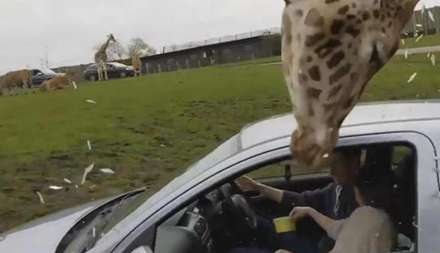 رفتار عجیب زرافه ها در مواجهه با گردشگران!