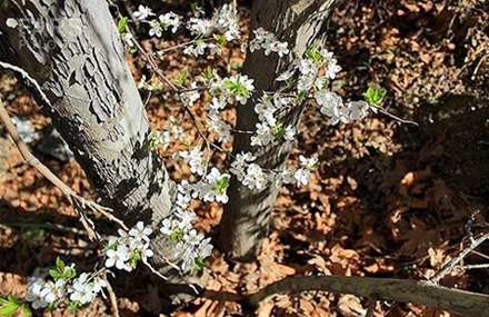 طبیعت بکر و دیدنی دماوند