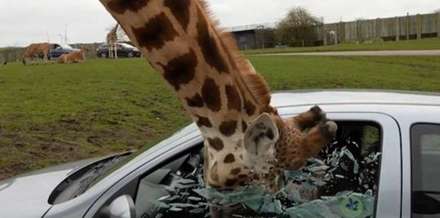 رفتار عجیب زرافه ها در مواجهه با گردشگران!