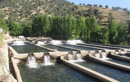 آیا شیمن را می شناسید