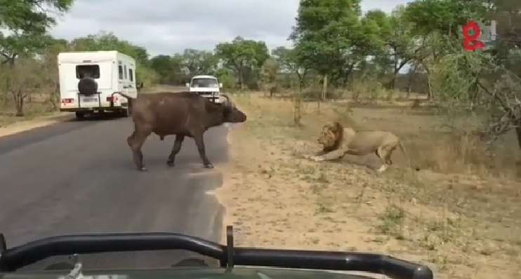 وقتی غرور کاذب باعث شد ناهار شیرهای گرسنه بشه!