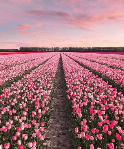 تصاویر باغ گلهای هلند