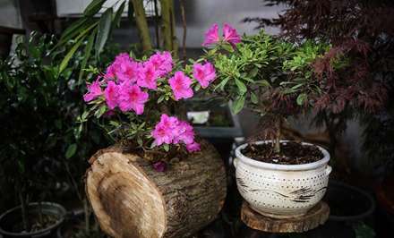 شانزدهمین نمایشگاه بین‌المللی گل و گیاه تهران