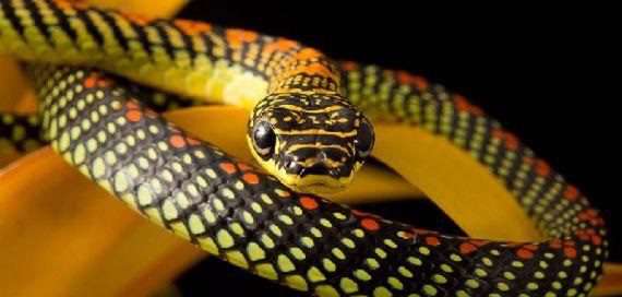 ویدئویی از یک مار خوش خط و خال!