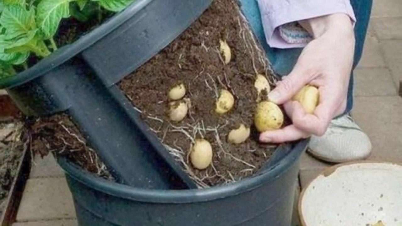 Выращивание картофеля домашних условиях. Посадка картошки. Посадка картошки в ведрах. Картошка на грядке. Способы посадки картофеля.