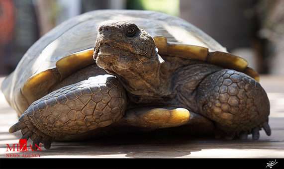 ترمیم لاک لاک پشت