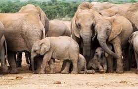 لاک پشتی که از عبور گله فیل ها جان سالم به در برد!