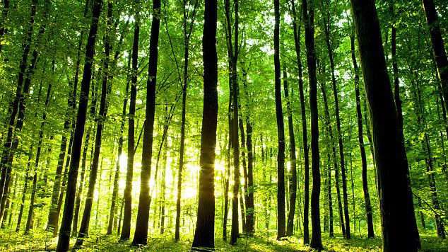 نابودی تدریجی یکی از با ارزش ترین منابع ایران