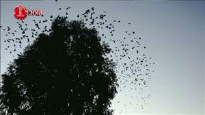 شبیه سازی زلزله در مکزیک همزمان با گل به آلمان