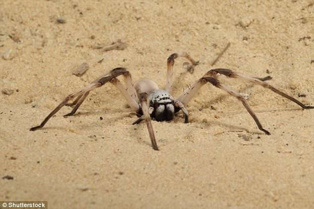 لحظه حمله یک عنکبوت به شکار خود