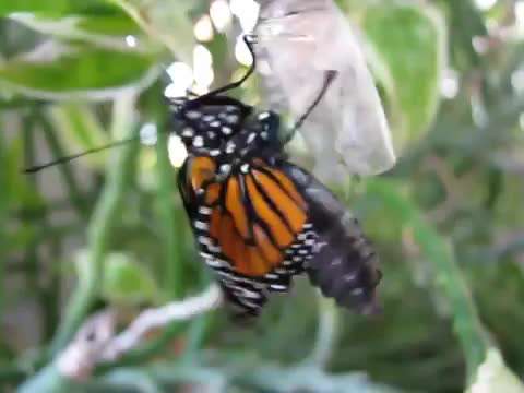 بیرون امدن پروانه از پیله