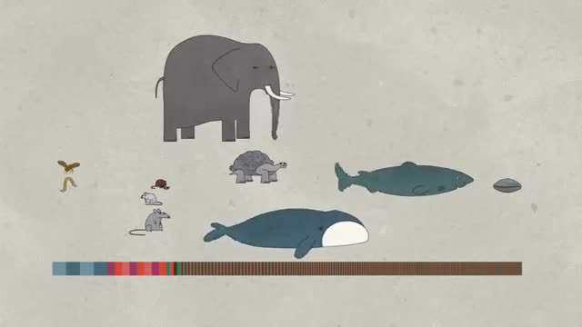 چرا عمر حیوانات با یکدیگر متفاوت است؟