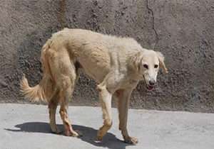 وقتی سگ ولگرد شهر را به هم می‌ریزد