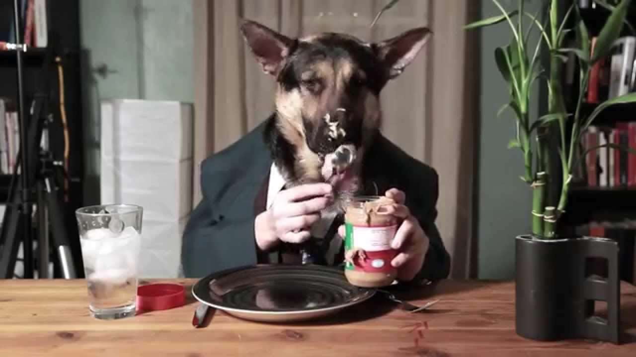 اگر سگ‌ها پشت میز رستوران‌ها می‌نشستند