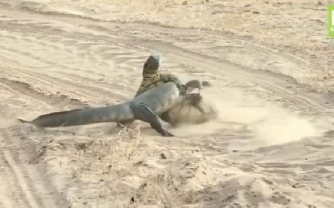 کشتی گرفتن جالب دو سوسمار با هم!