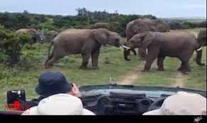 زور آزمایی فیل‌ها