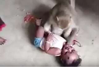 لحظه تلاش میمون برای ربودن کودک!
