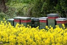 زنبور داری بانوی روستایی در طزره دامغان