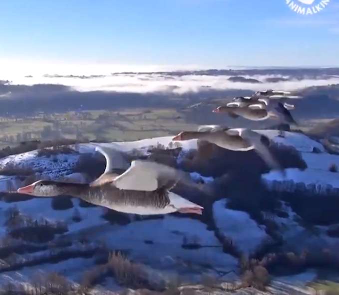 پرواز پرنده ها را از نمای نزدیک ببینید