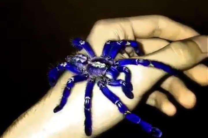 زیباترین رتیل جهان را ببینید